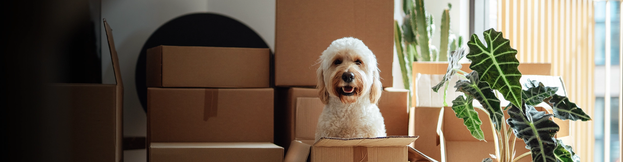 white dog sitting in a moving box