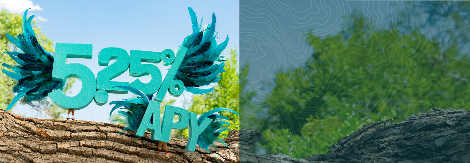 5.25% APY bird perched on branch
